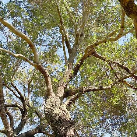فيلة Immersi Nella Natura, Vicino Al Mare, Domo Sape *