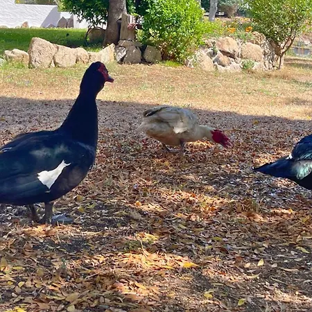 Villa Immersi Nella Natura, Vicino Al Mare, Domo Sape Porto Pollo