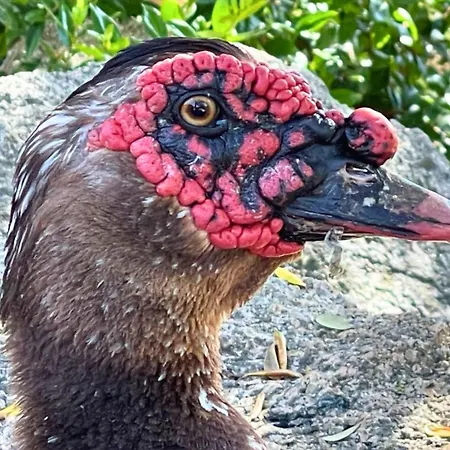Villa Immersi Nella Natura, Vicino Al Mare, Domo Sape