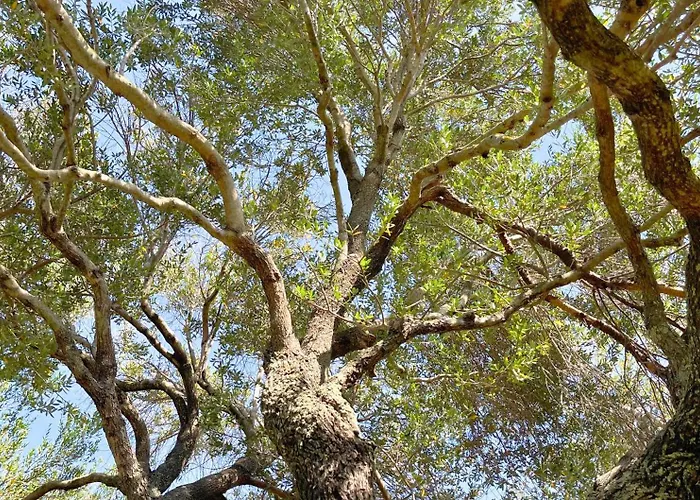 Villa Immersi Nella Natura, Vicino Al Mare, Domo Sape *